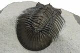 Scabriscutellum Trilobite With Axial Spines - Morocco #226129-4